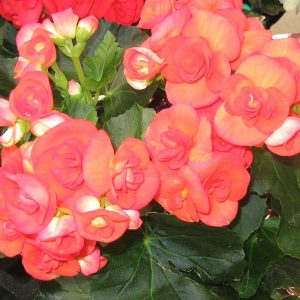 بگونیا (نام علمی: Begonia)، سرده‌ای از گیاهان پایا و گلداراز تیره بگونیا است. این گونه شامل ۱۷۹۵ گونه مختلف گیاهی است. بگونیا بومی آب و هوای نیمه‌گرمسیری و گرمسیری مرطوب است. به‌طور معمول بعضی از گونه‌ها در هوای سرد و داخل خانه‌ها به عنوان گیاه خانگی و زینتی رشد می‌کنند.