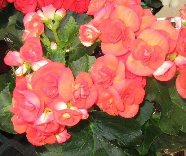 بگونیا (نام علمی: Begonia)، سرده‌ای از گیاهان پایا و گلداراز تیره بگونیا است. این گونه شامل ۱۷۹۵ گونه مختلف گیاهی است. بگونیا بومی آب و هوای نیمه‌گرمسیری و گرمسیری مرطوب است. به‌طور معمول بعضی از گونه‌ها در هوای سرد و داخل خانه‌ها به عنوان گیاه خانگی و زینتی رشد می‌کنند.