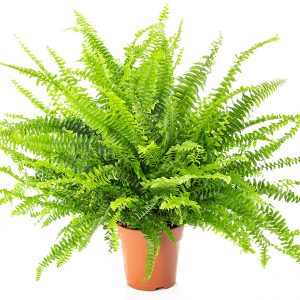 Nephrolepis exaltata
