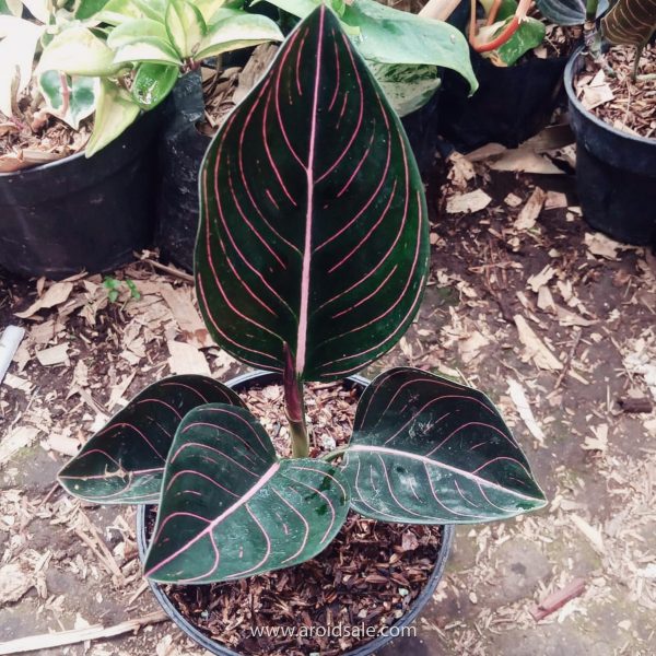 آگلونما یا نخشید (نام علمی: Aglaonema) یک سرده از تیره گل‌شیپوریان (Araceae) است.