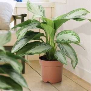 aglaonema-silver-bay-1584366678_l