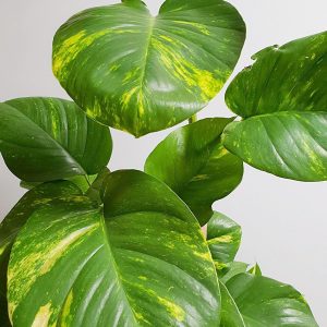 پوتوس∗ یا پتوس یا لوکَژ (نام علمی: Epipremnum aureum) از خانواده گل‌شیپوریان∗، جنس پوتوس‌ها∗ و بومی جزایر سلیمان است. این گیاه را در گلخانه‌های گرم نگهداری و تکثیر می‌کنند، ارزش تزئینی آن مرهون رنگ‌های ابلق مرکب زرد تند و سفید مایل به کرم است. پوتوس از گیاهان آپارتمانی بالارونده است.