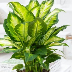 دیفن‌باخیا (نام علمی: Dieffenbachia) نام یک سرده از خانوادهٔ گل‌شیپوریان (آراسه) است. این گیاه بومی آمریکای استوایی است. ساقه‌های سادهٔ آن سرتاسر پوشیده از برگ‌های غلافیِ رنگارنگ و خالدار است.
