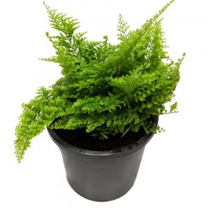 nephrolepis-marisa-fern-1-wfhfvoepycsm