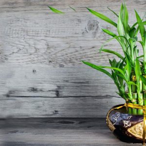 گیاه بامبو به نور بسیار اندکی برای رشد نیاز دارد و باید در جایی با نور غیر مستقیم نگهداری شود. این گیاه به خاک احتیاجی ندارد و باید ساقه ها را درون ظرفی شیشه ای با مقداری سنگ ریزه قرار دهید و داخل آن را آب بدون کلر ولرم پر کنید به اندازه ای تا بند پنجم ساقه بالا بیاید. آب گلدان را هر دو تا چهار هفته یکبار عوض کنید. در نظر داشته باشید که این گیاه رشد سریعی دارد و شما می‌توانید سرعت رشد گیاه را با قرار دادن یک مانع فیزیکی بر سر راه آن مانند یک قفسه کم کنید و یا هرس و شکل دهی منظم گیاه را انجام دهید.
