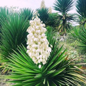 Yucca filamentosa