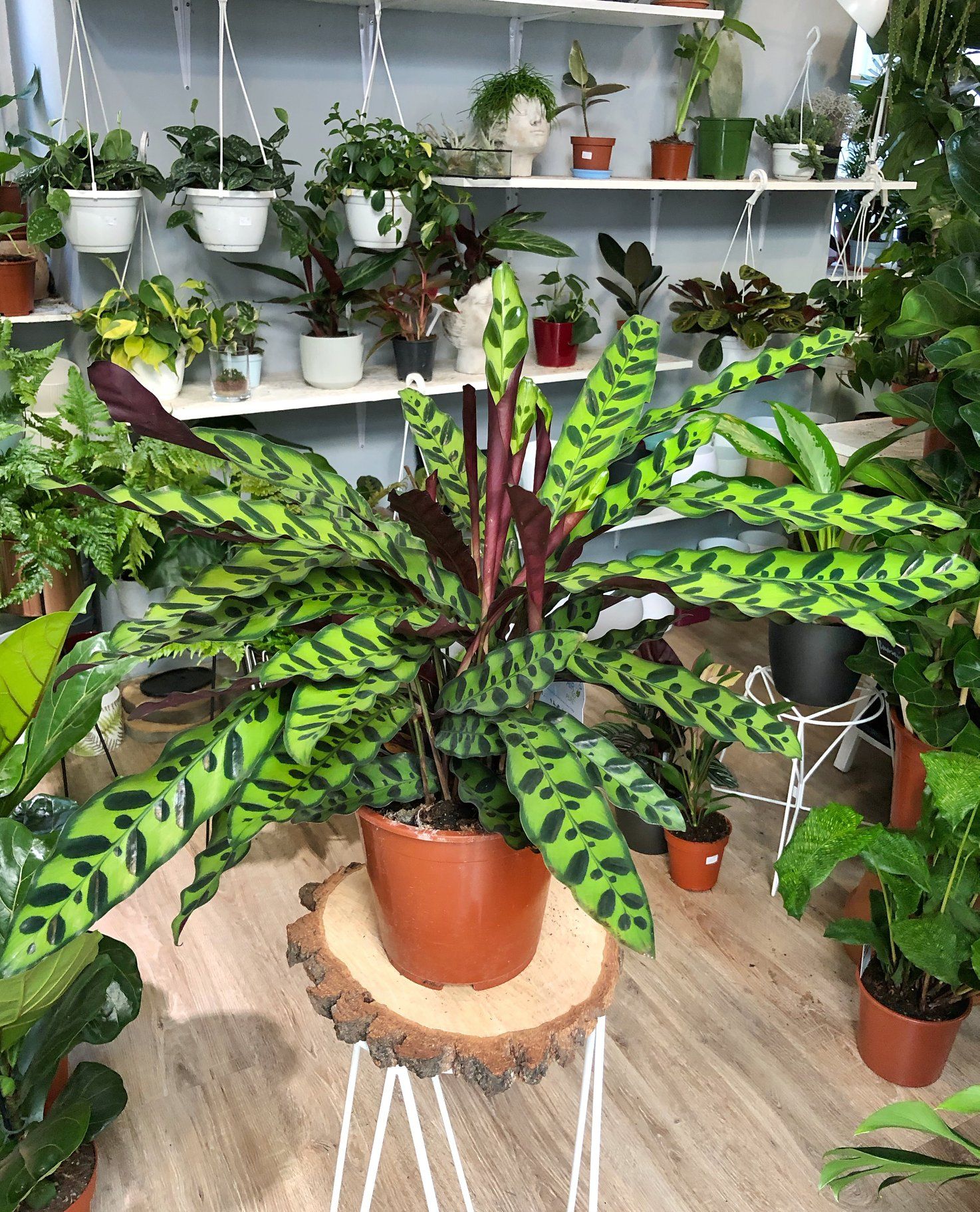 گلدان کالاتیا لانسیفولیا - Image 3