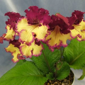 Streptocarpus Info