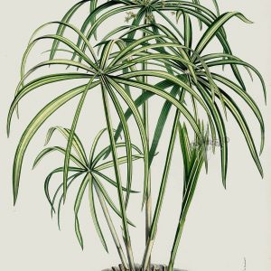 نَخل مُرداب (نام علمی: Cyperus alternifolius) گیاهی است از تیره جگنیان (Cyperaceae) از جنس مردابی‌ها (Cyperus). این گیاه علفی بومی باتلاق‌های ماداگاسکار و از خویشان نزدیک پاپیروس مصر هاست.[۱] این گیاه پنجه کلاغی هم نامیده می‌شود. این گیاه در مناطق باتلاقی و مردابی مخصوصاً کنار جوی و کانالهای دفع پساب میروید. گیاه پایای همیشه سبز با بلندی ۳۰ تا ۹۰ سانتیمتر که در محیط مناسب، ارتفاع آن به ۱۵۰ سانتیمتر هم می‌رسد.ساقه‌های سبز رنگ عمودی افراشته این گیاه به جز در رأس بدون برگ هستند که در رأس نیز دایره‌ای از برگچه‌های سبز علفی به صورت شعاعی مثل قاب یک چتر بیرون می‌زنند. علاوه بر این در تابستان گل‌ها نیز به صورت شعاعی در رأس بیرون می‌زنند ولی این گل‌ها کوچک و قهوه‌ای رنگند. نخل مرداب را می‌توان به راحتی از اواسط بهار تا اوایل تابستان با روش تقسیم بوته، تکثیر کرد. البته راحتی این کار، بستگی به تجربه و توان شخص تکثیرکننده دارد. از آنجایی که این گیاه طبیعتاً به وسیله قرار گرفتن در آب رشد کرده و ریشه می‌دهد، خاک آن باید کاملاً مرطوب باشد، ولی اگر به اندازه کافی خیس نبود، ابتدا باید آبیاری شده، سپس از گلدان بیرون آورده شود. با استفاده از یک چاقوی تیز، انبوه ریشه‌ها به دسته‌هایی با حداقل ۴ یا ۵ ساقه تقسیم می‌شود، سپس هر قسمت در گلدانی با قطر دهانه ۱۱–۹ سانتیمتر حاوی کمپوست گلدانی با پایه پیت قرار گرفته و کاملاً آبیاری می‌شود. گرچه روش تقسیم برای تمام انواع نخل مرداب‌ها به کار برده می‌شود ولی این گیاه می‌تواند به روش‌های غیرمعمول دیگری نیز تکثیر شود. در گیاه نخل مرداب رأس گل را همراه با برگه‌هایی که زیر گل وجود دارند به وسیله قیچی باغبانی به اندازه یک سوم یا یک دوم کوتاه می‌کنند، گیاه از زیر قسمت برگ قطع شده و به صورت وارونه (برگ داخل آب باشد)، در آب یا در ماسه نرم شسته یا کمپوست مخصوص بذر و قلمه مرطوب قرار می‌گیرد (ساقه به طرف بالا و قسمت برگدار درون آب یا خاک قرار گیرد). زمانی که ریشه داد، گیاه به گلدانی با قطر دهانه ۹ سانتیمتر و کمپوست گلدانی منتقل می‌شود. در طول عمل تکثیر، دمای محیط گیاه را ۲۲–۲۰ درجه سانتیگراد نگاه داشته شده و گیاه در شرایط نور مناسب و کافی، دور از تابش مستقیم خورشید قرارمی‌گیرد. بعد از ریشه دادن به گلدان‌های استکانی منتقل می‌شود. نگهداری گلدان در آپارتمان: دما در زمستان نبایستی در دمای کمتر از ده درجه نگهداری شود. در فصل سرما در خزان گیاه جای نگرانی نیست چون با گرم شدن هوا مجدداً شروع به رشد می‌کند. بهتر است در زمستان تمام ساقه‌ها را از سطح خاک حذف نمود تا در بهار دوباره سبز شود و چهره زیباتری به گیاه بدهد. نور این گیاه باید در آفتاب نگهداری شود به شرط آنکه ریشه‌ها دائم خیس باشند؛ البته در نیم‌سایه نیم‌آفتاب یا در سایه‌ای که نوردار باشد هم می‌ماند. آبیاری در بهار و تابستان هر روز گیاه آبیاری شود و در زمستان و پاییز آبیاری کم شده و مصرف کود نیز قطع شود. در فصل گرما به آب زیادی احتیاج دارد و سعی شود گلدان زهکش چندانی نداشته باشد تا محیط تقریباً باتلاقی برای گیاه ایجاد شود؛ بنابراین بهتر است گلدان در زیر گلدانی قرار گیرد و در زیرگلدانی همیشه مقداری آب موجود باشد. رطوبت هوا سطح برگ‌ها را دو روز در هفته غبار پاشی کنید. تقویت گیاه پس از سه یا چهار آبیاری با کود مایع کامل آن را تقویت می‌کنند. برای مبارزه با شپشک و حلزون بایستی به وسیلهٔ ملانیون مبارزه شود. مراقبت ویژه ساقه‌های قهوه‌ای را قطع کنید. در زمستان‌ها ریشه‌ها را در خاک نگهدارید یا گیاه را به درون ساختمان ببرید. تغییر گلدان تراکم ریشه موجب شادابی گیاه می‌شود، پس از پر شدن سه چهارم حجم گلدان آن را با تقسیم ریشه، تکثیر می‌نمایند. باید دقت نمود ریشه‌ها زخمی نشود. خاک مناسب، خاک کمی سنگین است (رس زیاد باشد تا حالت باتلاقی ایجاد شود).