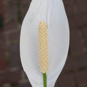 spathyphylum spathyphylum