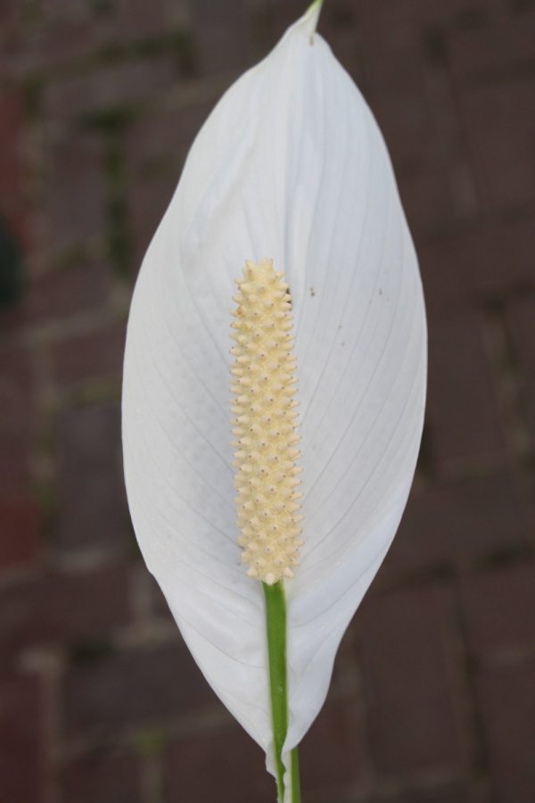 spathyphylum