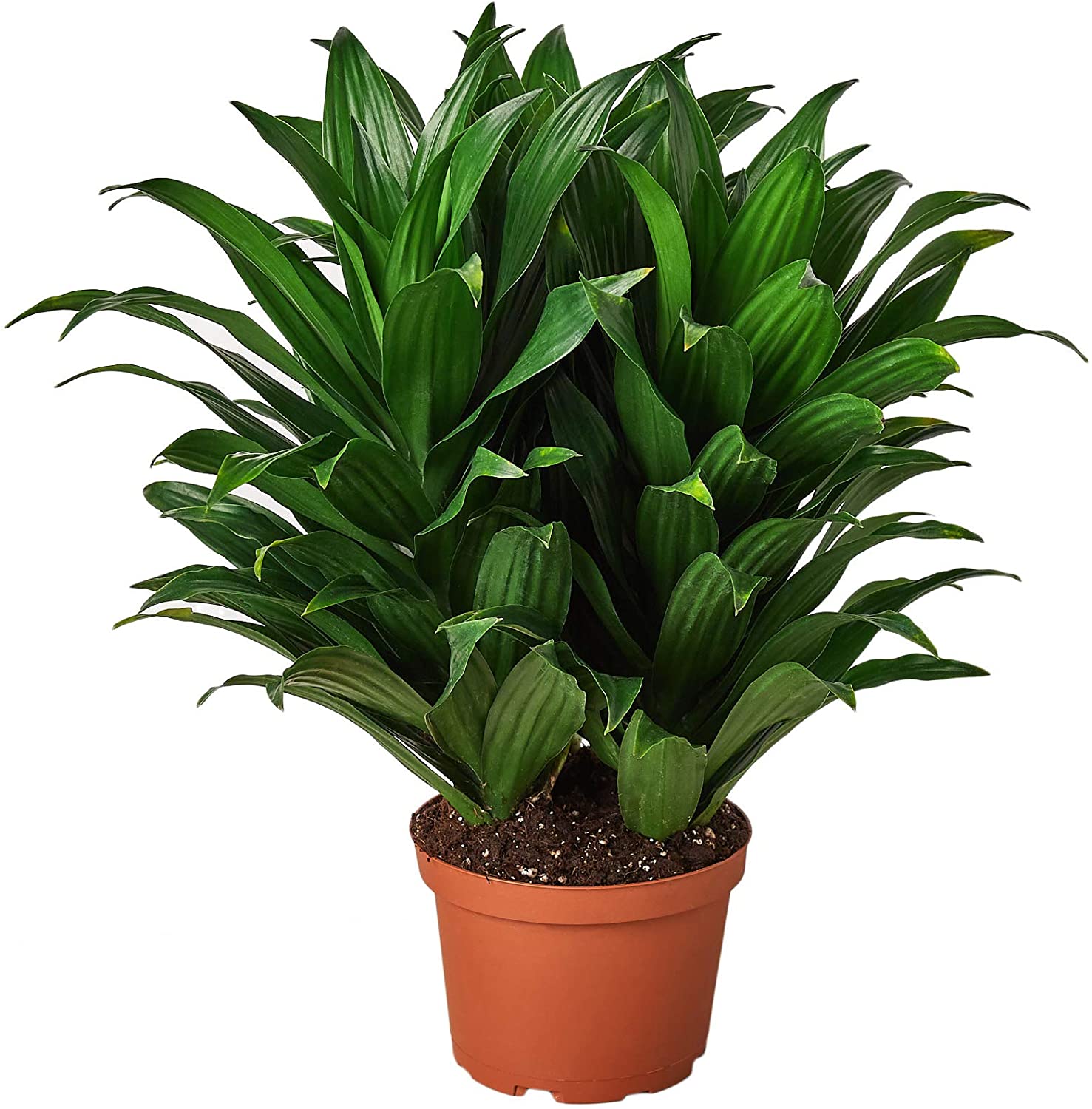Dracaena Compacta