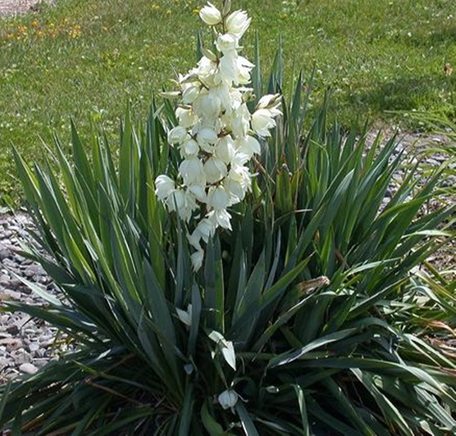 گلدان یوکای زنگولهای - Image 4