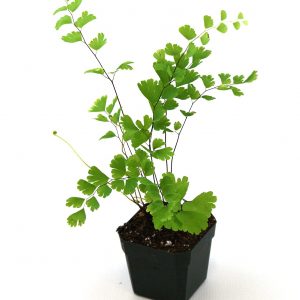لایه بندی مناسب برای نگهداری از گیاه پرسیاوشان ، از استفاده از خاک معمولی خودداری کنید و در عوض بهتر است از یک بستر با کیفیت بالا استفاده کنید که این لایه باید غنی از مواد مغذی بوده و علاوه بر این دارای مقادیرمناسب ذغال سنگ نارس نیز باشد تا پایه ای سبک و سست برای گیاهتان فراهم آورد . در صورتی که خواهان استفاده از خاک معمولی هستید ، بهتر است مقداری شن و ماسه به آن اضافه کنید ، خاک رس ثبات بیشتری به خاک می ‎بخشد و رطوبت آن را تا مدت زمان بیشتری حفظ می ‎کند. آبیاری هرچه رطوبت محیط بیشتر باشد، گیاه مورد نظر نیازمند آبیاری کمتری خواهد بود و در صورتی که این گیاه را در نقطه ای خشک و کم رطوبت نگه داری می‎کنید، لازم است که روزانه برگ های گیاه مورد نظر را با آب بدون آهک مرطوب کنید. خاک این گیاه به رطوب اندکی نیازمند است و آبیاری بیش از حد خاک آن موجب پوسیدگی ریشه ها می ‎شود. برای آبیاری گیاه پرسیاوشان به نکات زیر توجه کنید: در صورت خشک بودن خاک و بستر گیاه، بهتر است گیاه مورد نظر را آبیاری کنید . در صورتی که برگ ها حالت لوله ای به خودگرفتند ، باید گیاه را آبیاری کنید. برای آبیاری این گیاه از آب فاقد آهک مانند آب باران استفاده کنید ؛ آب شیر نیز برای آبیاری این گیاه مناسب است . در صورتی که این گیاه را در نقطه ای بسیار خشک نگهداری می ‎کنید، گیاه مورد نظر به آبیاری در فواصل زمانی کمتری نیازمند است . همچنین برای تامین رطوبت مورد نیاز این گیاه می ‎توانید سینی زیر گلدان را پر از آب و شن کنید تا رطوبت از طریق سوراخ موجود در ته گلدان به داخل خاک نفوذ پیدا کند . می توانید یک بطری را از آب پر کرده و سوراخی بر روی درب آن ایجاد کنید و سپس بطری مورد نظر را به صورت وارونه بر روی خاک گیاه قرار دهید تا به صورت قطره قطره از آب بطری استفاده کند که البته استفاده از سینی حاوی آب و شن برای این گیاه مناسب تر خواهد بود . کوددهی در هنگام کوددهی به این گیاه باید بسیار مراقب باشید زیرا کوددهی بیش از حد، موجب آسیب رسیدن بیشتری در مقایسه با کود ندادن به آن می ‎شود و به طور کلی گونه های سبز رنگ این گیاه نیازمند کود مایع کمی غلیظ هستند و همچنین باید دقت کنید که قبل از کوددهی خاک گیاه را به خوبی آبیاری کنید . گیاهانی که به تازگی کاشته شده اند، نیازی به کوددهی ندارند اما در سال های بعدی پرورش این گیاه در صورتی که از خاک معمولی برای کاشت گیاهتان استفاده کرده اید، هر چهار تا شش هفته یکبار بین ماه های فروردین تا مرداد گیاه خود را کوددهی کنید اما در صورتی که گیاه مورد نظر را درون خاکی غنی و دارای بستر مناسب کاشته اید، هر هشت تا ده هفته یکبار بین ماه های فروردین تا مرداد آن را کوددهی کنید . هرس کردن گیاه پرسیاوشان نیازی به هرس کردن نخواهد داشت و تنها کافیست که شاخه ها و برگ های خشک شده و زرد شده را از گیاه مورد نظر جدا کنید تا جلوه و زیبایی بیشتری داشته باشند . تکثیر از آنجایی که این گیاهان دارای زیبایی خیره کننده ای هستند، می ‎توانید به راحتی آن ها را تکثیر کنید. تکثیر این گیاه باید در فصل بهار و فصل رشد گیاه انجام شود. برای انجام این کاردستور العمل های زیر را دنبال کنید: گیاه پرسیاوشان مورد نظر را از خاک بیرون بیاورید و با استفاده از یک چاقوی تمیز تعدادی از ساقه ها به همراه ریشه را از گیاه مورد نظر جدا کنید. اطمینان حاصل کنید که هر بخش حداقل دارای سه برش است. هر بخش از ریشه را در یک بستر غنی از مواد مغذی بکارید و روی آن را با خاک بپوشانید و آبیاری کنید. گیاه مورد نظر را در سال بعد، کوددهی کنید. گیاه پرسیاوشان را می ‎توان از طریق بذر به طور نسلی تکثیر کرد و به دلیل کمبود شکوفه و بذر، مجبور به استفاده از هاگ ها که در قسمت پایینی گیاه وجود دارند هستیم . هاگ ها، کپسول های قهوه ای کوچکی هستند که در صورت لمس کردن به گرد و غبار ریز تبدیل می ‎شوند.