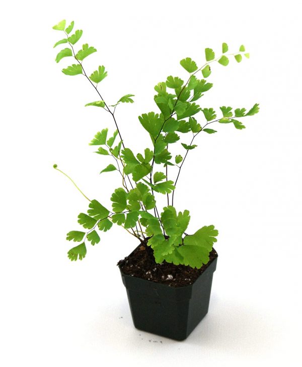 لایه بندی مناسب برای نگهداری از گیاه پرسیاوشان ، از استفاده از خاک معمولی خودداری کنید و در عوض بهتر است از یک بستر با کیفیت بالا استفاده کنید که این لایه باید غنی از مواد مغذی بوده و علاوه بر این دارای مقادیرمناسب ذغال سنگ نارس نیز باشد تا پایه ای سبک و سست برای گیاهتان فراهم آورد . در صورتی که خواهان استفاده از خاک معمولی هستید ، بهتر است مقداری شن و ماسه به آن اضافه کنید ، خاک رس ثبات بیشتری به خاک می ‎بخشد و رطوبت آن را تا مدت زمان بیشتری حفظ می ‎کند. آبیاری هرچه رطوبت محیط بیشتر باشد، گیاه مورد نظر نیازمند آبیاری کمتری خواهد بود و در صورتی که این گیاه را در نقطه ای خشک و کم رطوبت نگه داری می‎کنید، لازم است که روزانه برگ های گیاه مورد نظر را با آب بدون آهک مرطوب کنید. خاک این گیاه به رطوب اندکی نیازمند است و آبیاری بیش از حد خاک آن موجب پوسیدگی ریشه ها می ‎شود. برای آبیاری گیاه پرسیاوشان به نکات زیر توجه کنید: در صورت خشک بودن خاک و بستر گیاه، بهتر است گیاه مورد نظر را آبیاری کنید . در صورتی که برگ ها حالت لوله ای به خودگرفتند ، باید گیاه را آبیاری کنید. برای آبیاری این گیاه از آب فاقد آهک مانند آب باران استفاده کنید ؛ آب شیر نیز برای آبیاری این گیاه مناسب است . در صورتی که این گیاه را در نقطه ای بسیار خشک نگهداری می ‎کنید، گیاه مورد نظر به آبیاری در فواصل زمانی کمتری نیازمند است . همچنین برای تامین رطوبت مورد نیاز این گیاه می ‎توانید سینی زیر گلدان را پر از آب و شن کنید تا رطوبت از طریق سوراخ موجود در ته گلدان به داخل خاک نفوذ پیدا کند . می توانید یک بطری را از آب پر کرده و سوراخی بر روی درب آن ایجاد کنید و سپس بطری مورد نظر را به صورت وارونه بر روی خاک گیاه قرار دهید تا به صورت قطره قطره از آب بطری استفاده کند که البته استفاده از سینی حاوی آب و شن برای این گیاه مناسب تر خواهد بود . کوددهی در هنگام کوددهی به این گیاه باید بسیار مراقب باشید زیرا کوددهی بیش از حد، موجب آسیب رسیدن بیشتری در مقایسه با کود ندادن به آن می ‎شود و به طور کلی گونه های سبز رنگ این گیاه نیازمند کود مایع کمی غلیظ هستند و همچنین باید دقت کنید که قبل از کوددهی خاک گیاه را به خوبی آبیاری کنید . گیاهانی که به تازگی کاشته شده اند، نیازی به کوددهی ندارند اما در سال های بعدی پرورش این گیاه در صورتی که از خاک معمولی برای کاشت گیاهتان استفاده کرده اید، هر چهار تا شش هفته یکبار بین ماه های فروردین تا مرداد گیاه خود را کوددهی کنید اما در صورتی که گیاه مورد نظر را درون خاکی غنی و دارای بستر مناسب کاشته اید، هر هشت تا ده هفته یکبار بین ماه های فروردین تا مرداد آن را کوددهی کنید . هرس کردن گیاه پرسیاوشان نیازی به هرس کردن نخواهد داشت و تنها کافیست که شاخه ها و برگ های خشک شده و زرد شده را از گیاه مورد نظر جدا کنید تا جلوه و زیبایی بیشتری داشته باشند . تکثیر از آنجایی که این گیاهان دارای زیبایی خیره کننده ای هستند، می ‎توانید به راحتی آن ها را تکثیر کنید. تکثیر این گیاه باید در فصل بهار و فصل رشد گیاه انجام شود. برای انجام این کاردستور العمل های زیر را دنبال کنید: گیاه پرسیاوشان مورد نظر را از خاک بیرون بیاورید و با استفاده از یک چاقوی تمیز تعدادی از ساقه ها به همراه ریشه را از گیاه مورد نظر جدا کنید. اطمینان حاصل کنید که هر بخش حداقل دارای سه برش است. هر بخش از ریشه را در یک بستر غنی از مواد مغذی بکارید و روی آن را با خاک بپوشانید و آبیاری کنید. گیاه مورد نظر را در سال بعد، کوددهی کنید. گیاه پرسیاوشان را می ‎توان از طریق بذر به طور نسلی تکثیر کرد و به دلیل کمبود شکوفه و بذر، مجبور به استفاده از هاگ ها که در قسمت پایینی گیاه وجود دارند هستیم . هاگ ها، کپسول های قهوه ای کوچکی هستند که در صورت لمس کردن به گرد و غبار ریز تبدیل می ‎شوند.