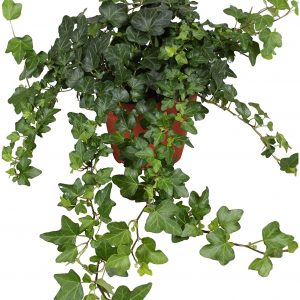 81zFOUBdW2L._AC_SL1500_