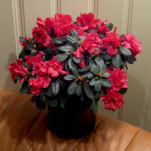 Rhododendron simsii