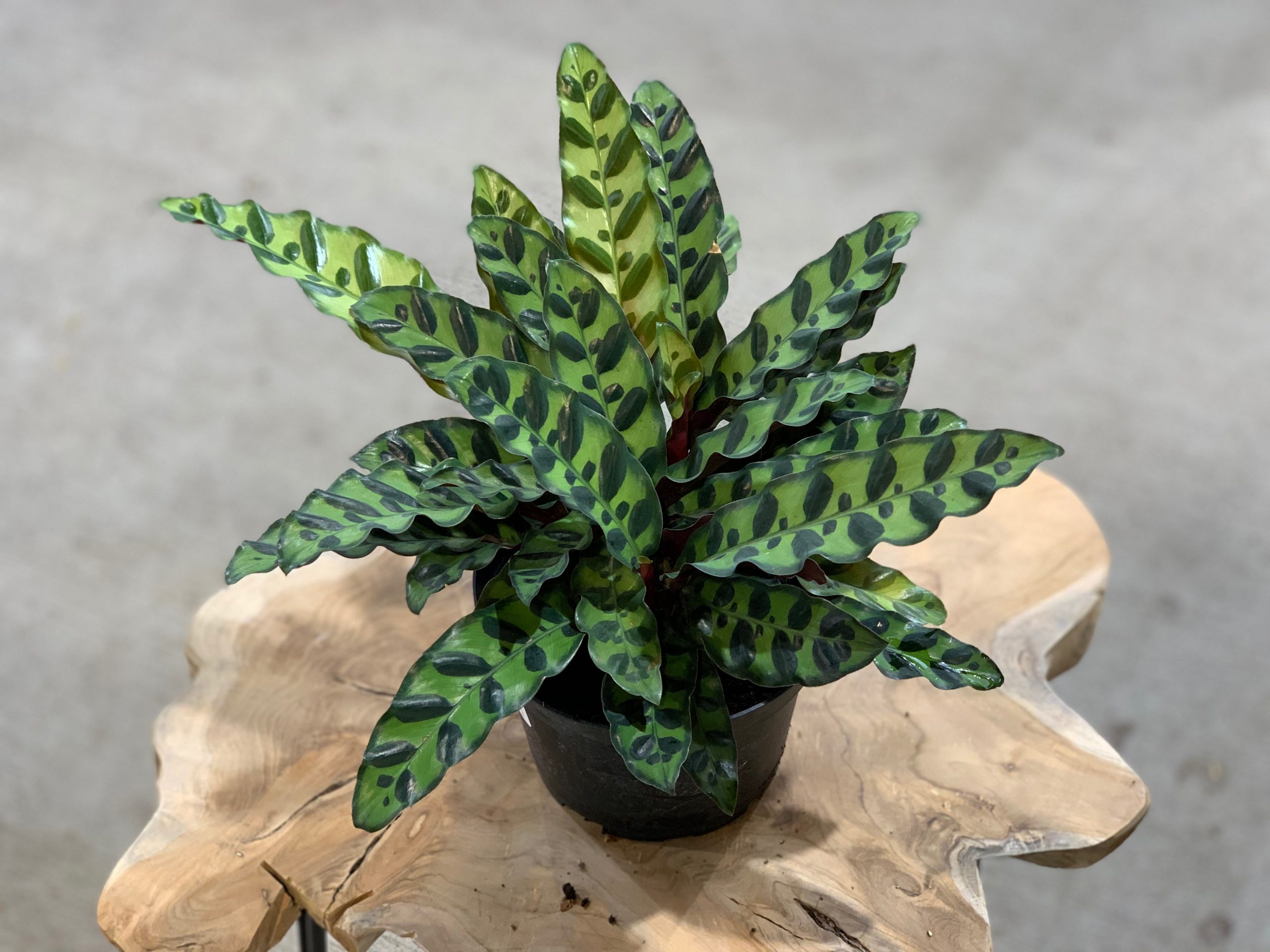 گلدان کالاتیا لانسیفولیا - Image 2