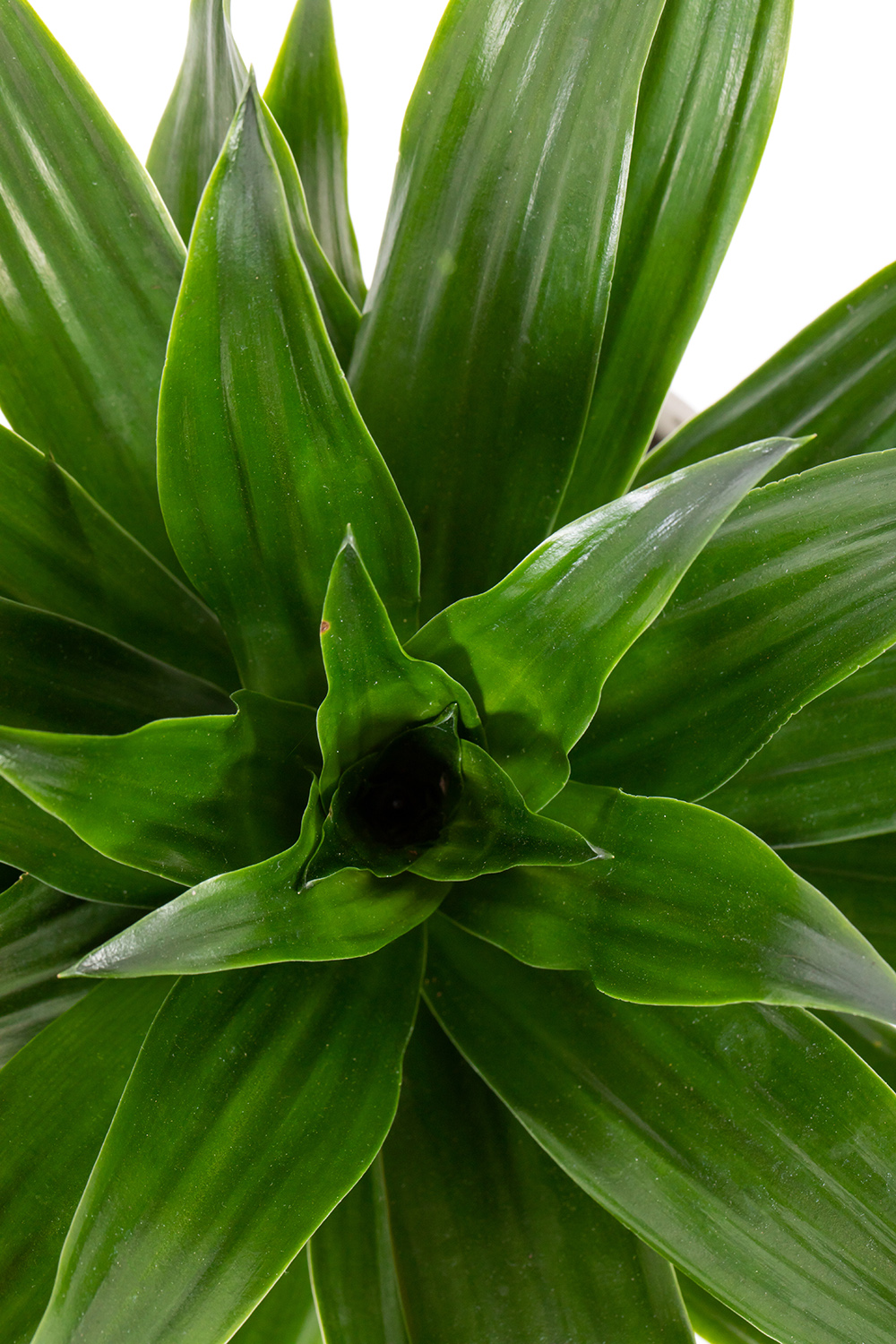 گیاه دراسینا مناسب برای محیط حمام و سرویس بهداشتی - Image 4