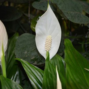 spathyphylum
