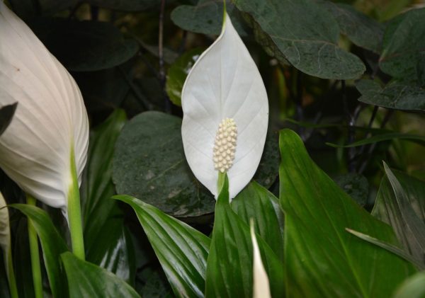 spathyphylum