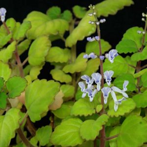 Plectranthus verticillatus