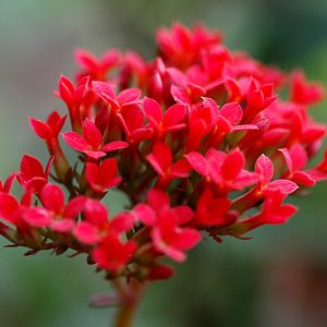 Kalanchoe