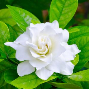 Gardenia jasminoides