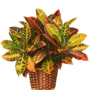 Codiaeum variegatum
