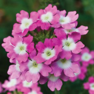 Verbenaceae