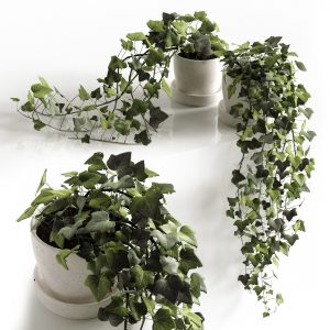 Hedera helix
