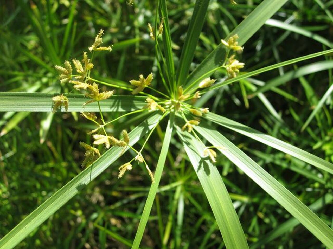گلدان گیاه نخل مرداب - Image 3