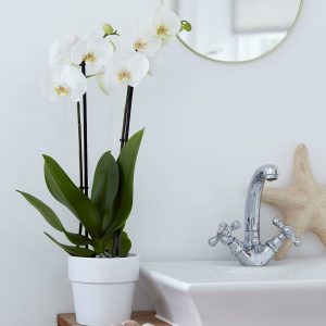 ارکیده شاپرکی یا فالانوپسیس (Phalaenopsis) نام یکی از سرده‌های ارکیده است. معمولاً حداقل یکبار در سال می‌توانند گل بدهد اندازهٔ گل‌های فالانوپسیس از قطر ۵ سانتی‌متر تا 14 سانتی‌متر متغیر است. رنگ گل‌ها بسیار متنوع است و رنگ سفید، ارغوانی، بنفش، ارغوانی رگه‌دار، صورتی، زرد و ترکیبی از سفید و صورتی برخی از رنگ‌های آن را تشکیل می‌دهند. فالانوپسین‌ها گیاهانی سایه دوست حساب می‌شوند. به این گیاه یا ارکیدهٔ شب‌پره‌ای یا ارکیدهٔ پروانه‌ای هم گفته‌اند. نگهداری ارکیده نباید در برابر نور مستقیم آفتاب قرار بگیرد. شیشه پنجره فیلتر خوبی برای نور آفتاب است. برای آب دادن کافیست گلدان را هر هفت تا ده روز یک بار فقط چند ثانیه در ظرف آب باران یا آب مقطر (از آب گچ دار لوله کشی و آب باران اسیدی کلان شهرها استفاده نشود) فروکرده و پس از چکیدن آب سر جایش قرار دهیم. ساقه‌هایی را که دیگر گل و غنچه ندارند می‌بایستی در مقطع ۲ «گره» (محل سابق رویش گل) بالاتر از ریشه برید تا ساقه دوباره رشد کرده و گل بدهد. این کار را مصرف‌کننده عادی می‌تواند تقریباً دو نوبت انجام دهد... بار سوم بهتر است شاخه از از پایین بریده شود، آنگاه گیاه شش ماه بعد ساقه جدید تولید می‌کند. گلدان و خاک ویژه ارکیده بهتر است هر دو سال تعویض شود. ارکیده احتیاج به کود ویژه دارد. با قرار دادن این گل زیبا در حمام می‌توانید علاوه بر زیبایی و لطافت، ظاهری متفاوت و لوکس به آن بدهید. ارکیده را لبه پنجره حمام قرار دهید تا نور غیرمستقم کافی را بدون آنکه به برگ هایش آسیبی برسد، دریافت کند. رطوبت موجود در حمام شرایط محیط طبیعی گیاه را منعکس می‌کند. ارکیده گل جمع و جوری است و برای فضاهای کوچک بسیار مناسب است. می‌توانید ارکیده را در کنار سینک و یا کنار وان قرار دهید.