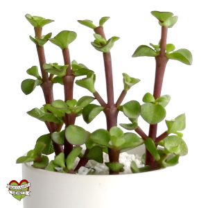 Portulacaria afra
