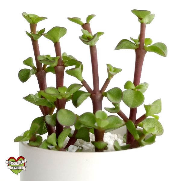 Portulacaria afra