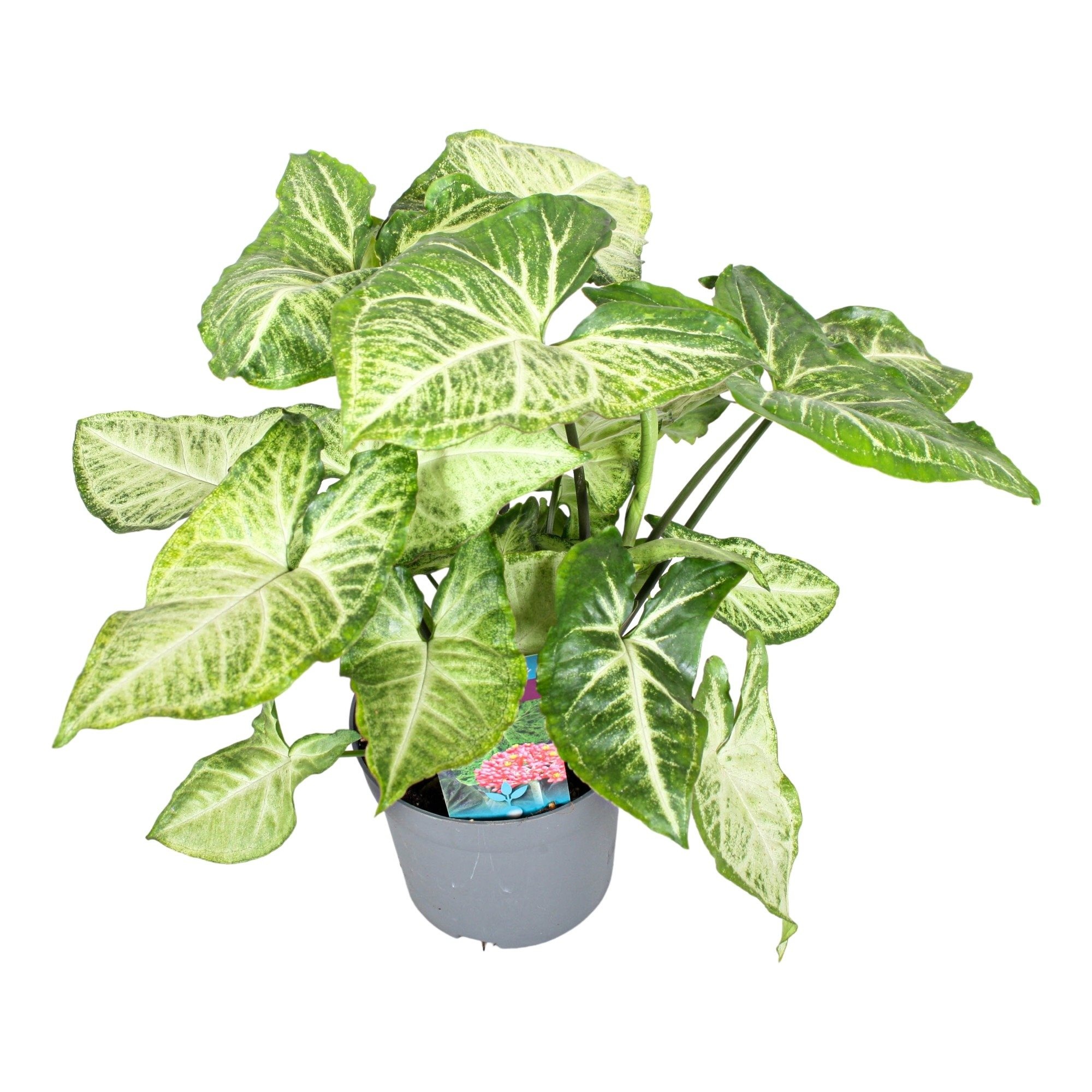 گلدان گونه های مختلف گیاه سینگونیوم - Image 4