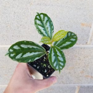 Pilea cadierei