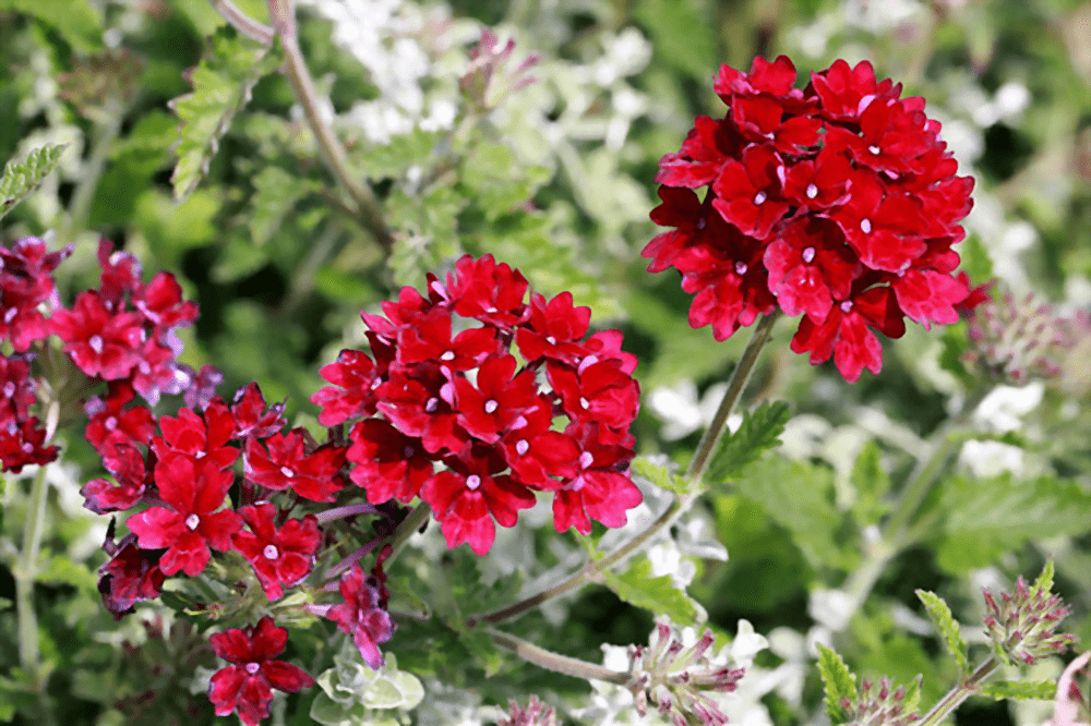 شاهپسند درختچهای - Image 3